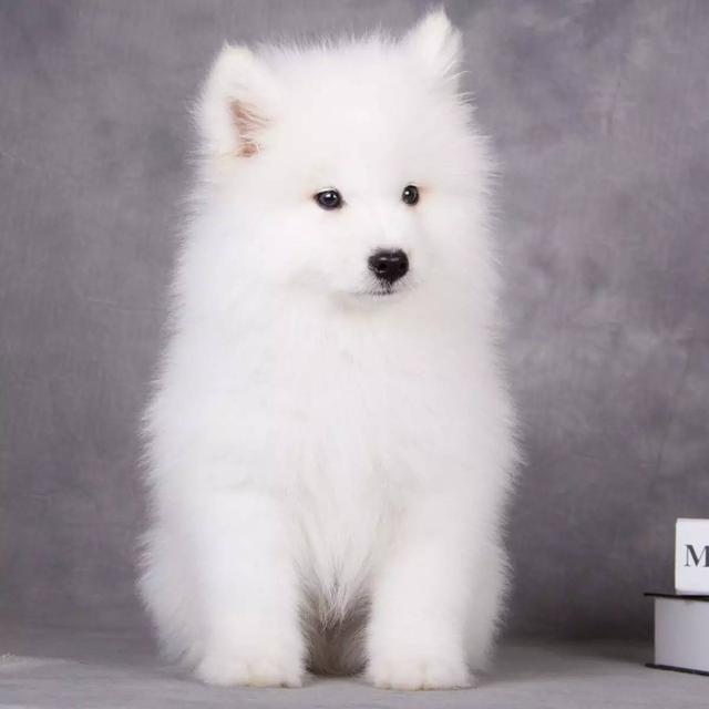 150億市場潛力，辦公室裝修也要開始考慮狗狗的感受了